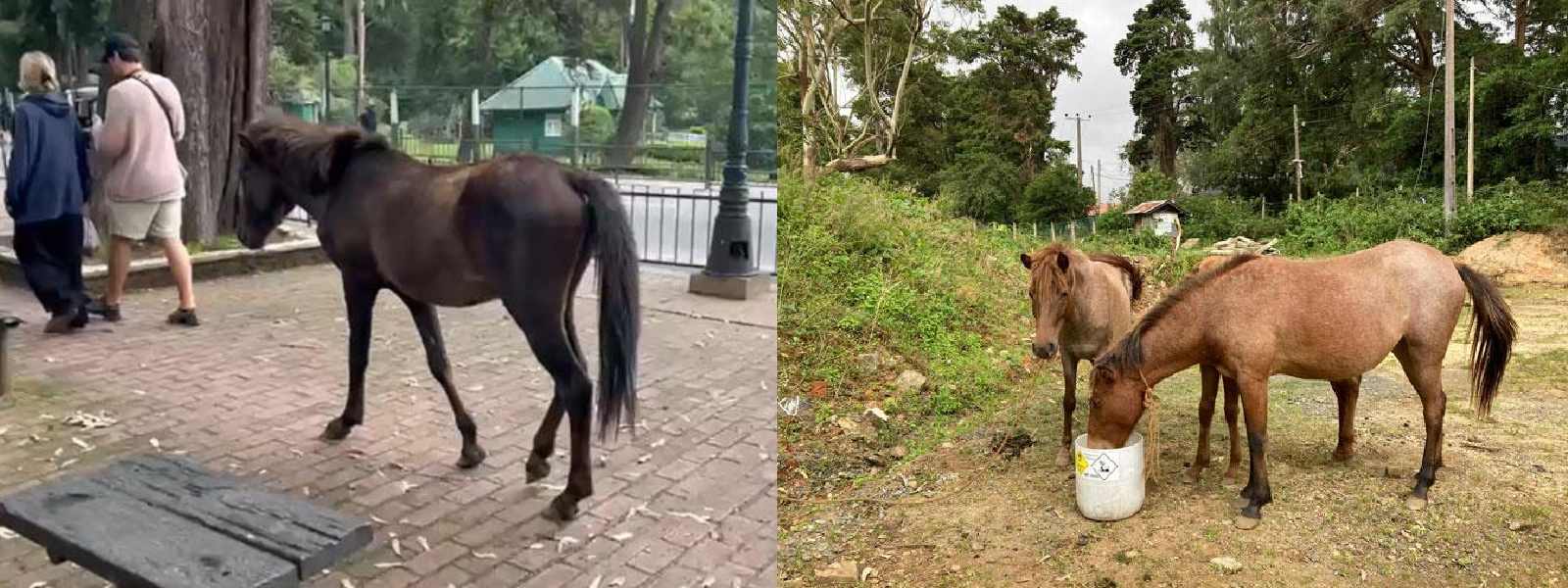 නුවරඑළියේ අයාලේයන පෝනියන් ගාල් කිරීමට පියවර